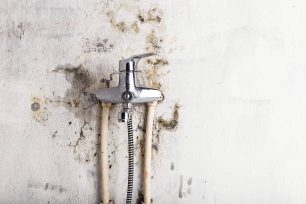 Best Mold Cleaning Services  in Monticello, IN