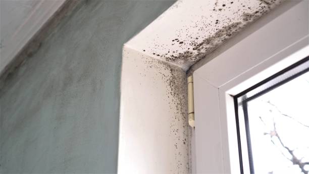 Best Crawl Space Mold Removal  in Monticello, IN
