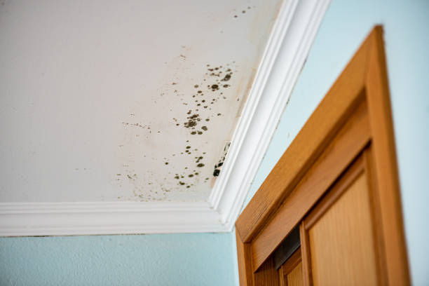 Best Mold Damage Repair  in Monticello, IN