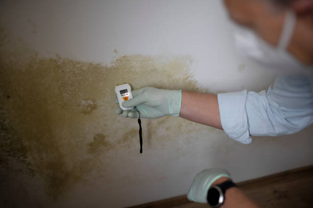 Monticello, IN Mold Removal Company