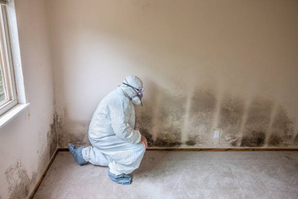 Best Emergency Mold Removal  in Monticello, IN