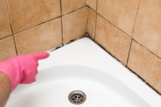 Best Toxic Mold Removal  in Monticello, IN